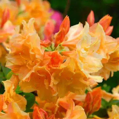 Азалия ЧАРДАШ листопадная в Кобрине