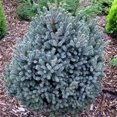 Ель НАНА сизая в Кобрине