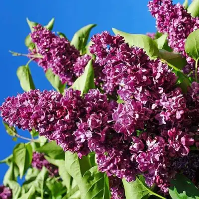 Сирень ЧАРЛЬЗ ДЖОЛИ в Кобрине