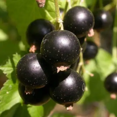 Смородина чёрная БИНАР в Кобрине