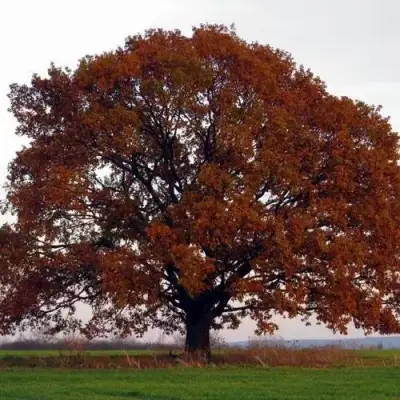 Дуб скальный в Кобрине