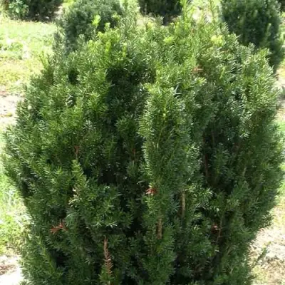 Тис ХИКСИ средний в Кобрине