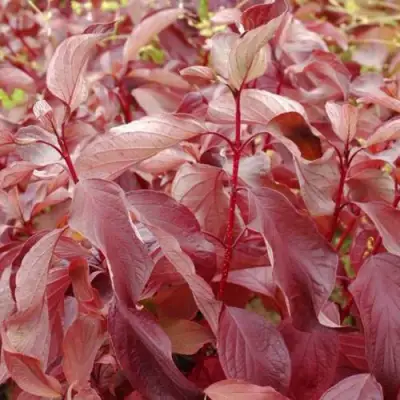 Дерен КРАСНЫЙ в Кобрине