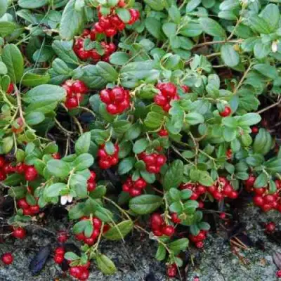 Брусника ЭРТЕЗЕГЕН в Кобрине