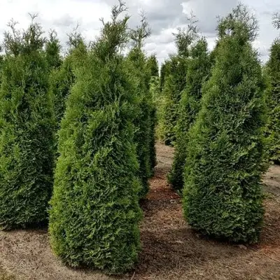 Туя ХОЛМСТРУП западная в Кобрине