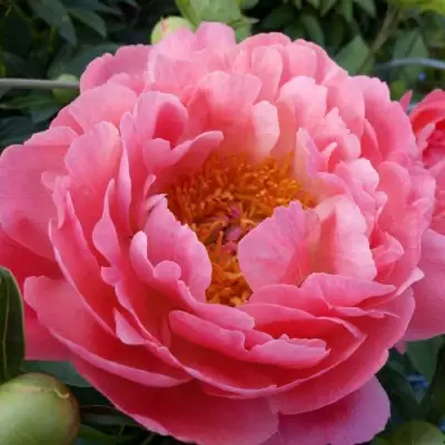 Пион КОРАЛ САНСЕТ травянистый в Кобрине