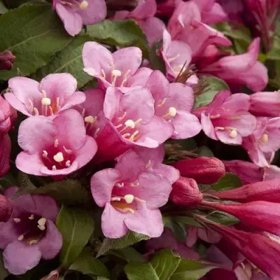 Вейгела ФЛОРИДА в Кобрине