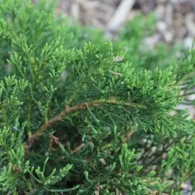 Можжевельник РОКЕРИ ДЖЕМ казацкий  в Кобрине