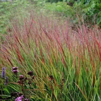 Просо РЕБРАУН прутьевидное в Кобрине