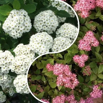 Комплект ТАЛАНТЛИВЫЙ САДОВОД в Кобрине