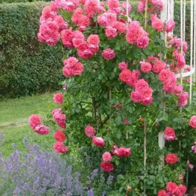 Роза РОЗАРИУМ ЮТЕРСОН плетистая в Кобрине