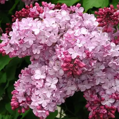 Сирень ЭСТЕР СТЕЙЛИ в Кобрине