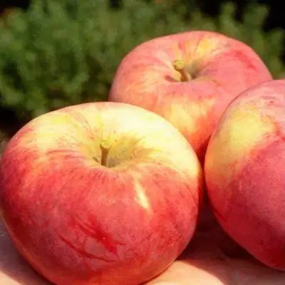 Яблоня ОРЛОВИМ в Кобрине