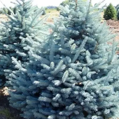 Ель ГЛАУКА колючая в Кобрине