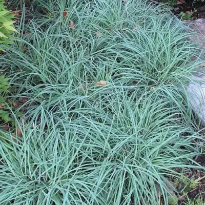 Осока БЛЮ ЗИНГЕР в Кобрине