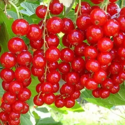 Смородина красная ФЕРТОДИ в Кобрине