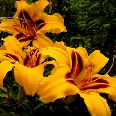 Лилейник БОНАНЗА гибридный в Кобрине