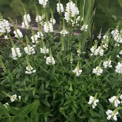 Физостегия АЛЬБА виргинская в Кобрине