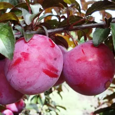 Слива ЛАМА в Кобрине