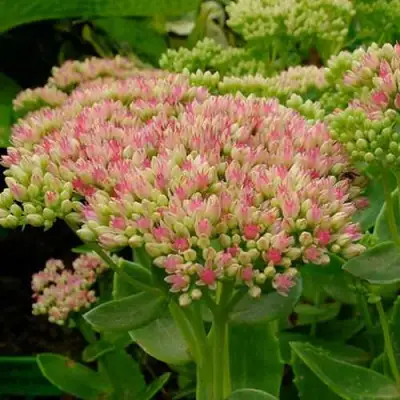 Очиток (седум) БРИЛЛИАНТ в Кобрине