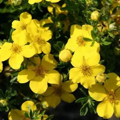 Лапчатка ХАКМАНС ГИГАНТ кустарниковая в Кобрине