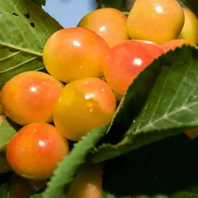 Дюк (черевишня) БЕЛОЧКА в Кобрине