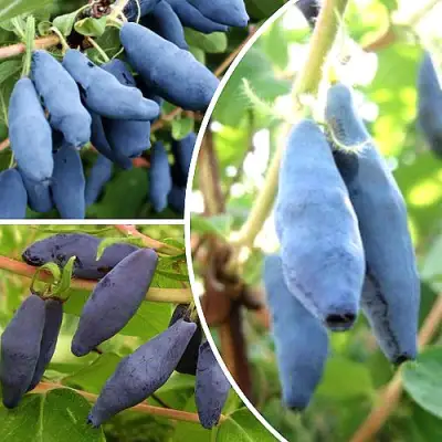 Комплект СЛАДКИЕ ХИТЫ в Кобрине