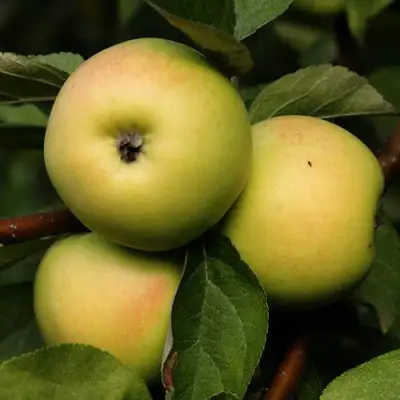 Яблоня ДАНИЛА в Кобрине