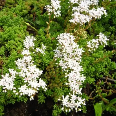 Очиток (седум) ХЛОРОТИКУМ белый в Кобрине