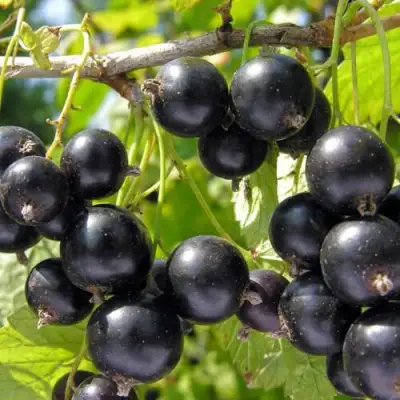 Смородина чёрная НЕСТЕР КОЗИН в Кобрине