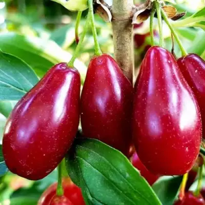 Кизил ВЛАДИМИРСКИЙ в Кобрине