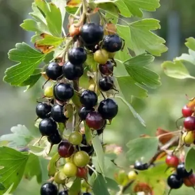 Смородина золотистая ПЛОТНОМЯСАЯ в Кобрине