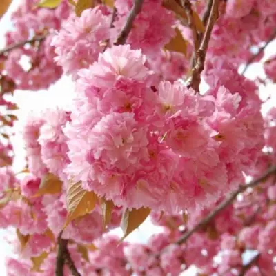 САКУРА  в Кобрине