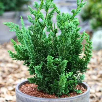 Кипарисовик ВИСЕЛЛИ лавсона в Кобрине