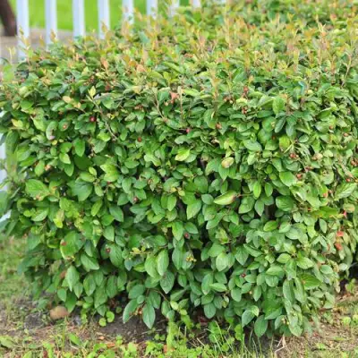 Кизильник блестящий в Кобрине