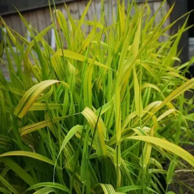 Фалярис АРКТИК САН тростниковый в Кобрине