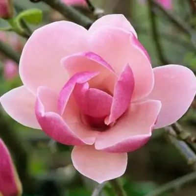 Магнолия РУСТИКА РУМБА в Кобрине