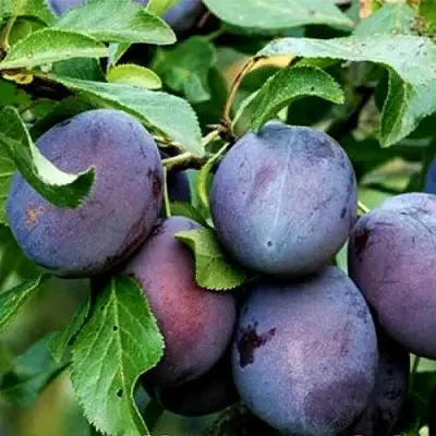 Слива ВЕНГЕРКА БЕЛОРУССКАЯ в Кобрине