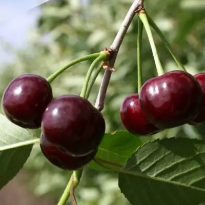 Вишня МОРОЗОВКА в Кобрине