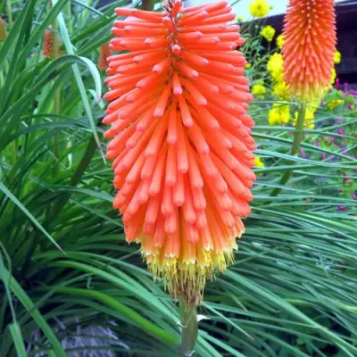 Книфофия БЕНГАЛ ФАЕР гибридная в Кобрине