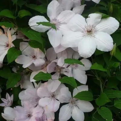 Клематис ИОАНН ПАВЕЛ 2 в Кобрине