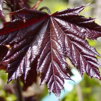 Клен КРИМСОН КИНГ остролистный в Кобрине