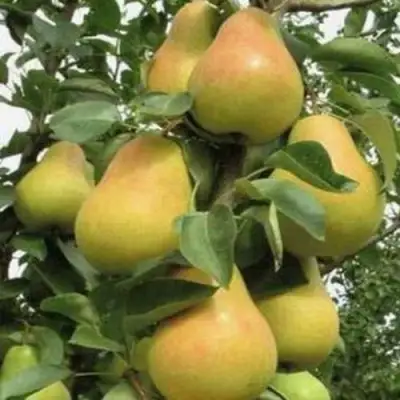 Груша ЛЮБИМИЦА ЯКОВЛЕВА в Кобрине