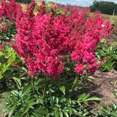 Астильба ЛАКИ ДЕЙ Арендса в Кобрине