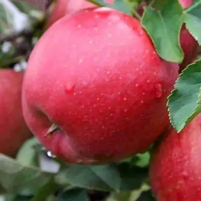 Яблоня ЧЕМПИОН в Кобрине