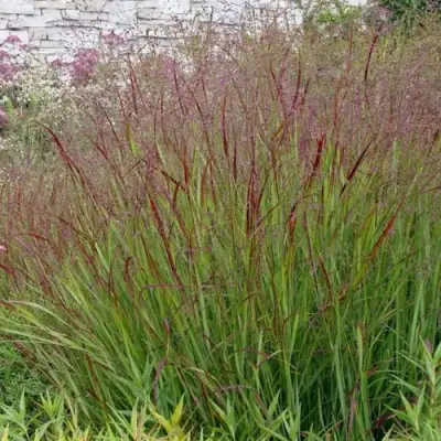 Просо ШЕНАНДО прутьевидное в Кобрине