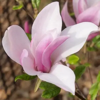 Магнолия БЕТТИ в Кобрине