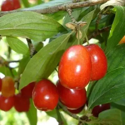 Кизил КОРАЛЛОВЫЙ МАРКА в Кобрине