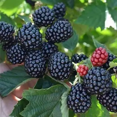 Ежевика ПОЛАР бесшипная  в Кобрине