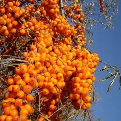 Облепиха СУДАРУШКА в Кобрине